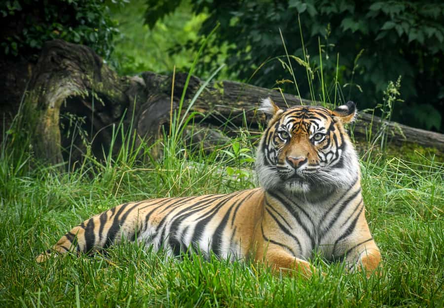 Nashville Zoo: Any-Day Admission Ticket - Key points to know before you go