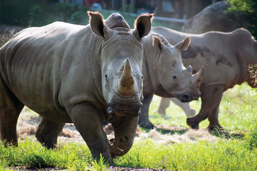 Nashville Zoo: Any-Day Admission Ticket - A large zoo with room to breathe