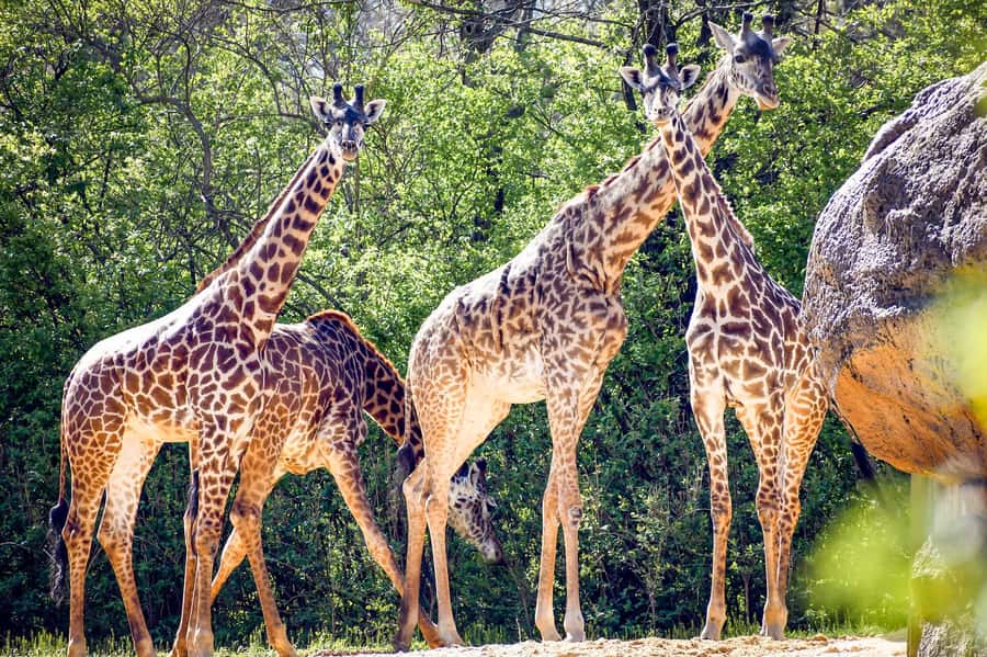 Nashville Zoo: Any-Day Admission Ticket - Hot weather, walking, and practical comfort
